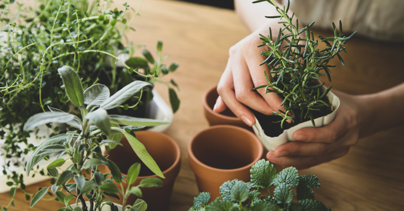 How to Start an Indoor Food Garden for Newbies in Greater Boston