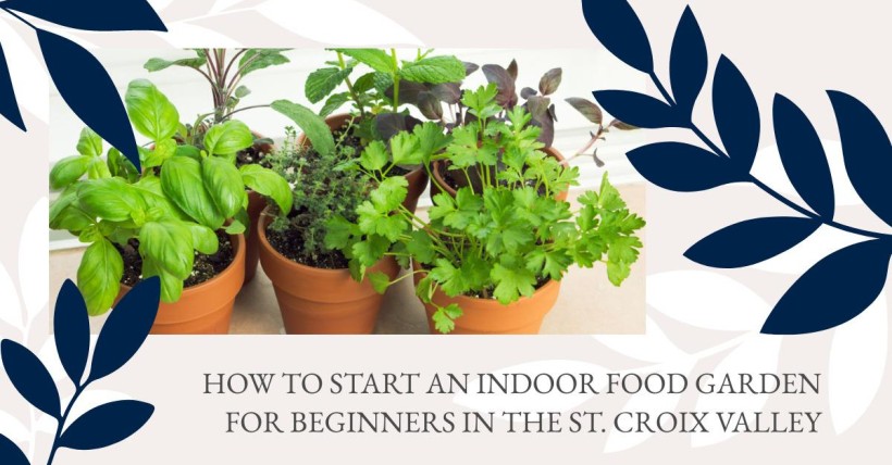 How to Start an Indoor Food Garden for Beginners in the St. Croix Valley