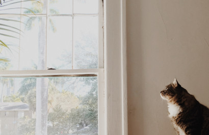 Tips When  Moving with Pets in a New Home