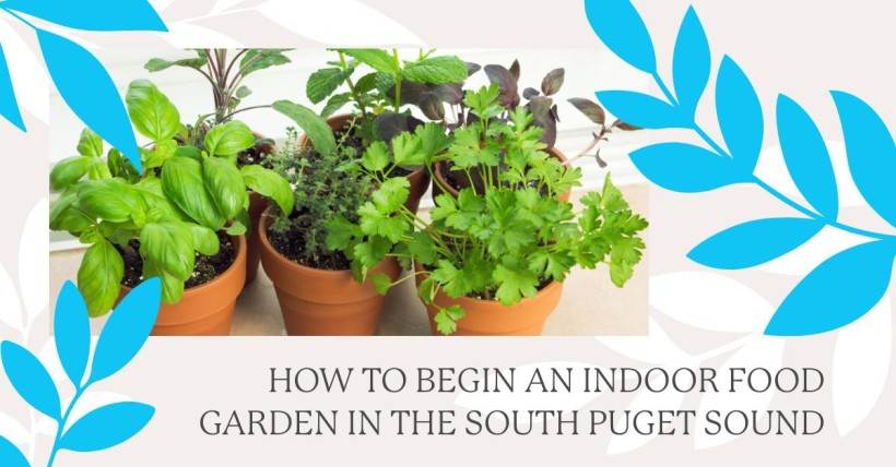 How to Begin an Indoor Food Garden in the South Puget Sound