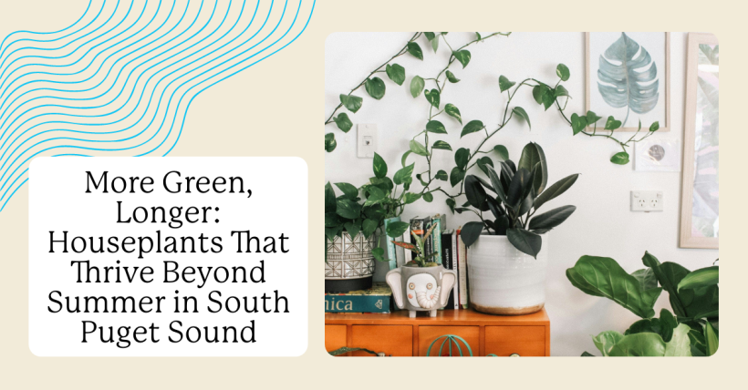 More Green, Longer: Houseplants That Thrive Beyond Summer in South Puget Sound