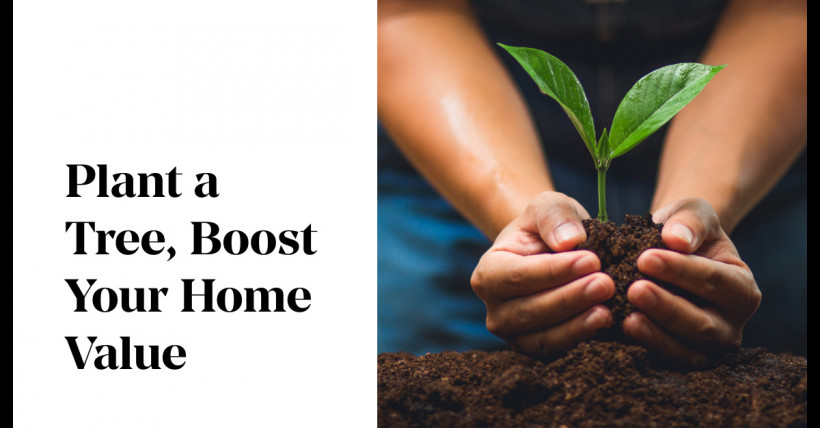 Plant a Tree, Boost Your Home Value