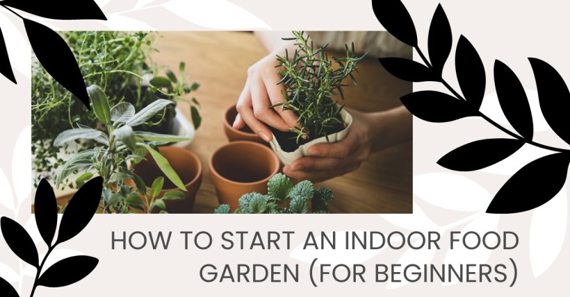 How to Start an Indoor Food Garden (for Beginners)