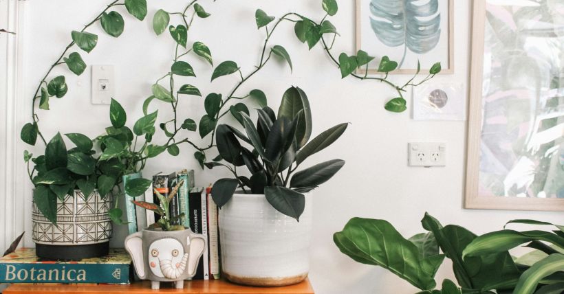 Houseplants That Thrive Beyond Summer: Fall Indoor Plant Care Tips