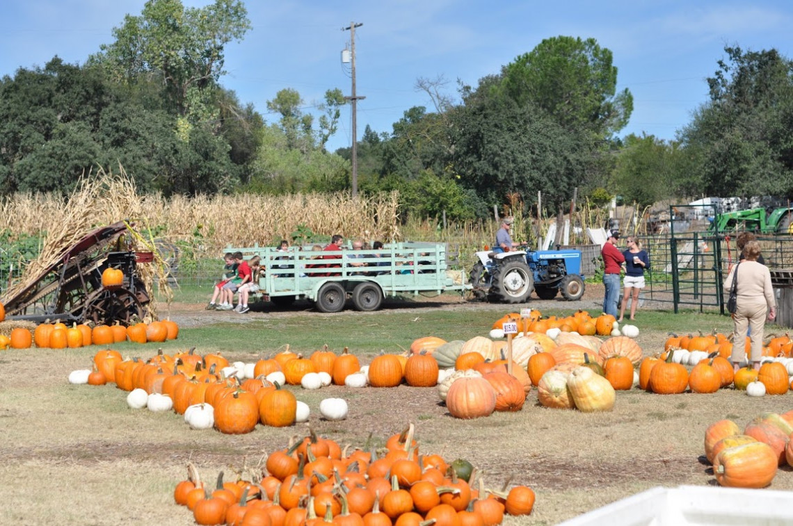 Farm Town Roblox How To Get A Pumpkin