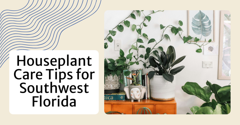 Houseplant Care Tips for Southwest Florida