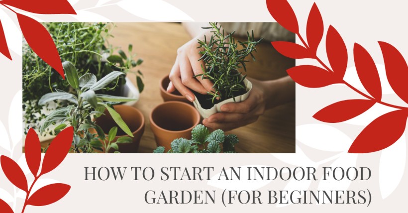 How to Start an Indoor Food Garden (for Beginners)