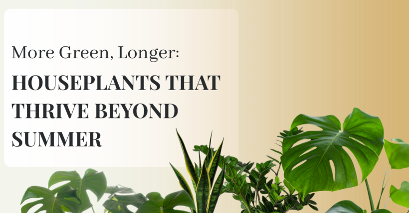More Green, Longer: Houseplants That Thrive Beyond Summer