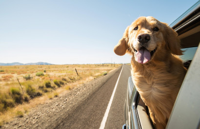 Take away the stress of moving with your pets.
