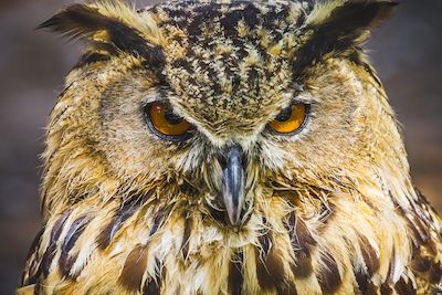 Owls on the Watch on Santa Barbara Homes