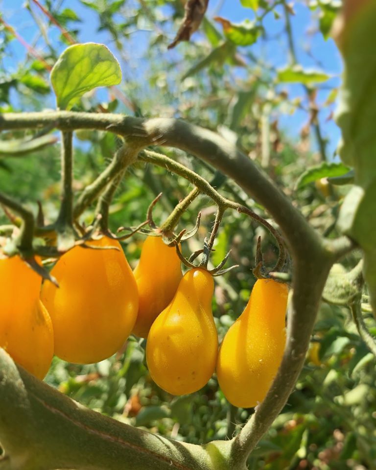 Tomato U-Pick