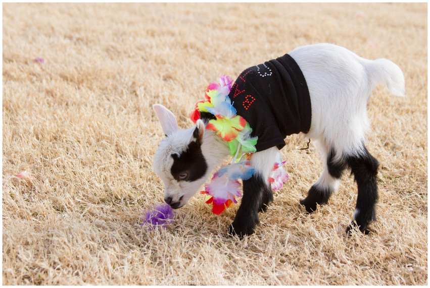 Hawaiian Goat & Alpaca Yoga