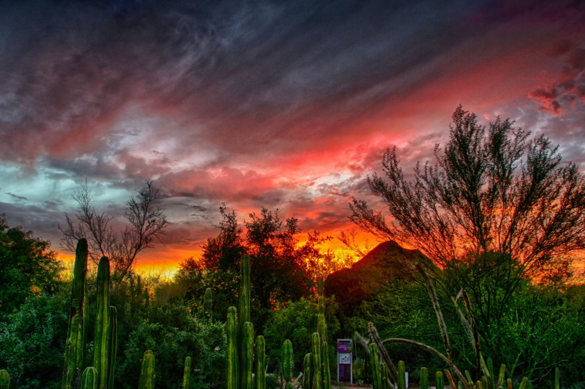 Chandler's Farmers Market