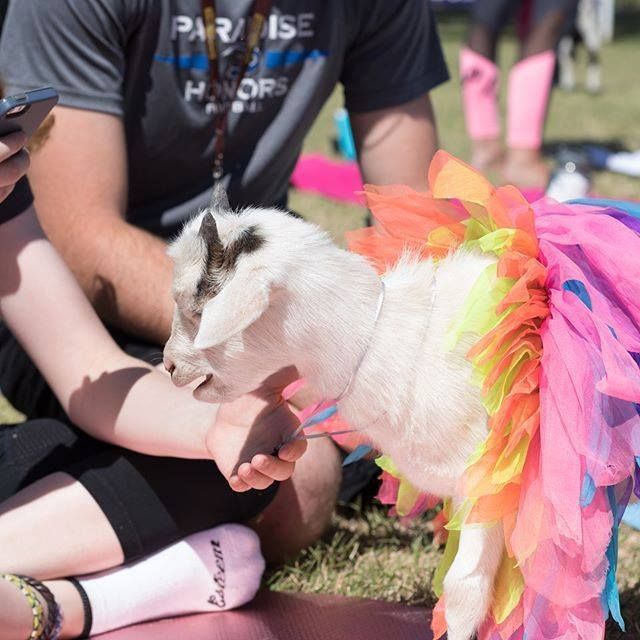 Goat Yoga 