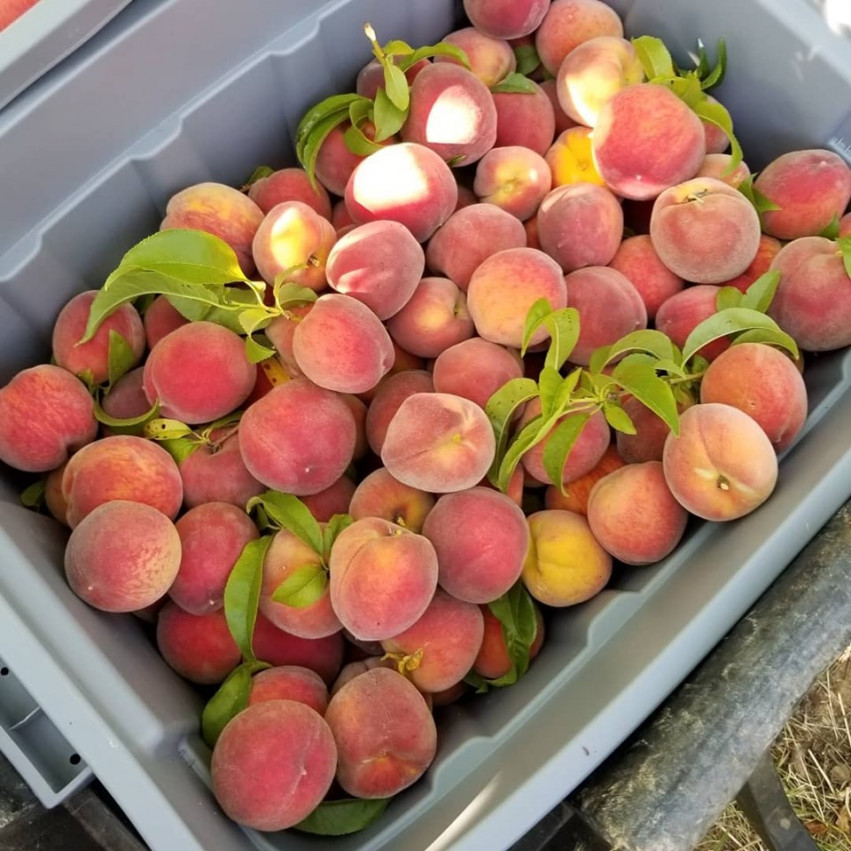 Peaches & Outdoor Market