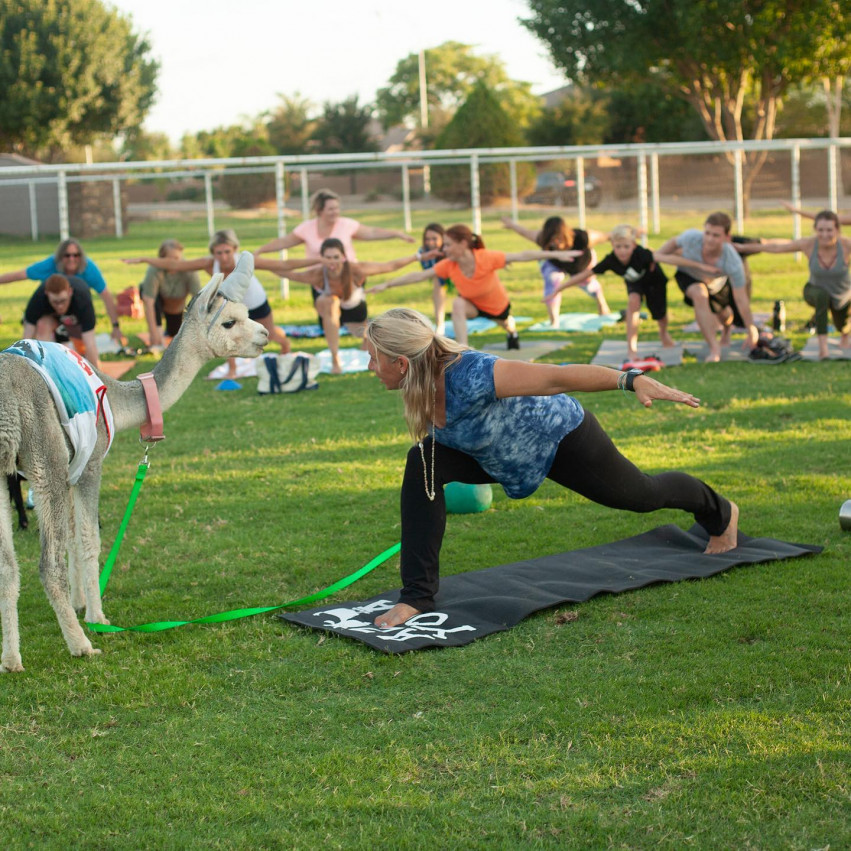 Goat and Alpaca Yoga