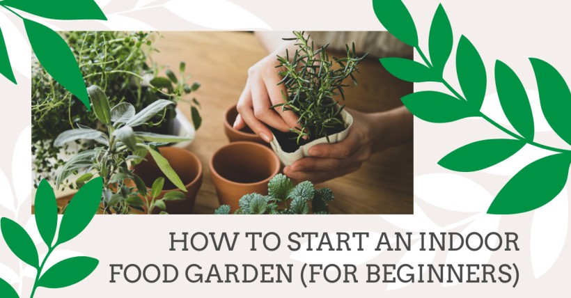 How to Start an Indoor Food Garden (for Beginners)