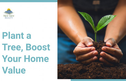 Plant a Tree, Boost Your Home Value