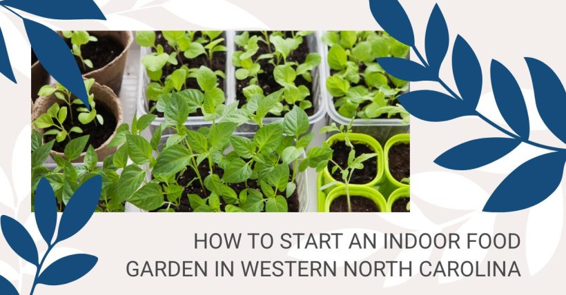 How to Start an Indoor Food Garden in Western North Carolina