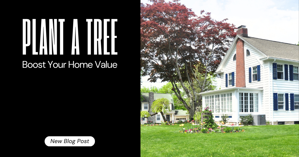Plant a Tree, Boost Your Home Value