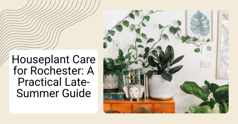 Houseplant Care for Rochester: A Practical Late-Summer Guide
