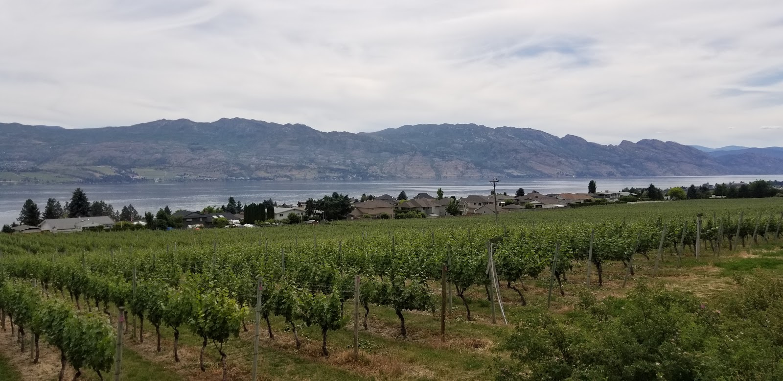 A vineyard overlooking Okanagan Lake in Sunnyside & Green Bay