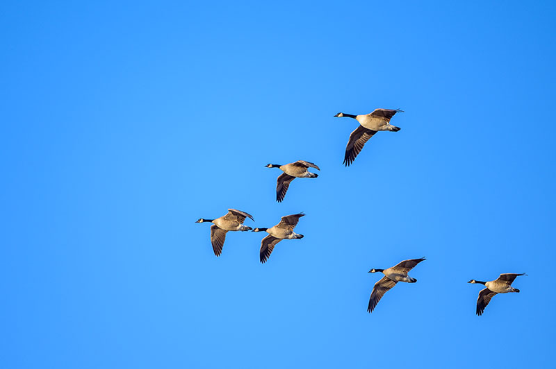 Six Canadian geese flying in formation
