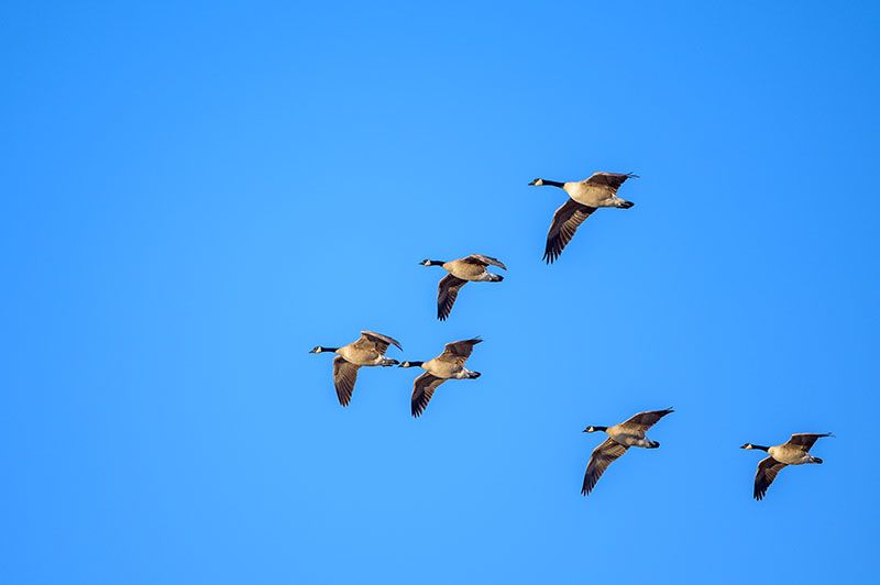 Six Canadian geese flying in formation