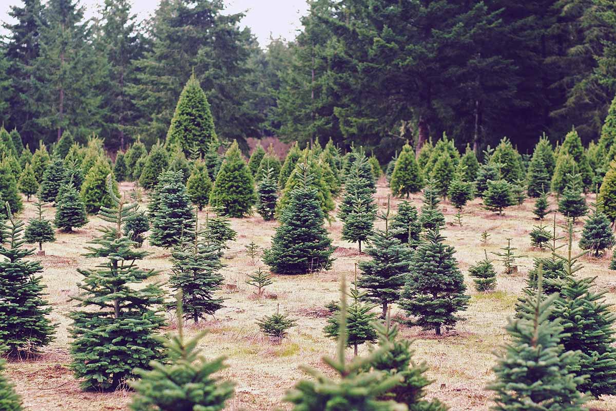 8 Best Places to Buy Real Christmas Trees in Kelowna, BC