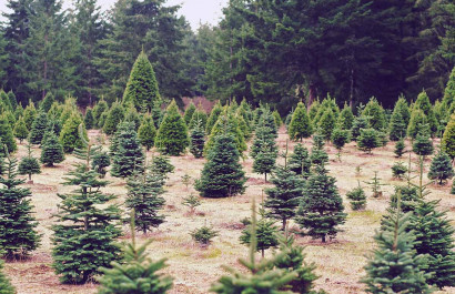 8 Best Places to Buy Real Christmas Trees in Kelowna, BC