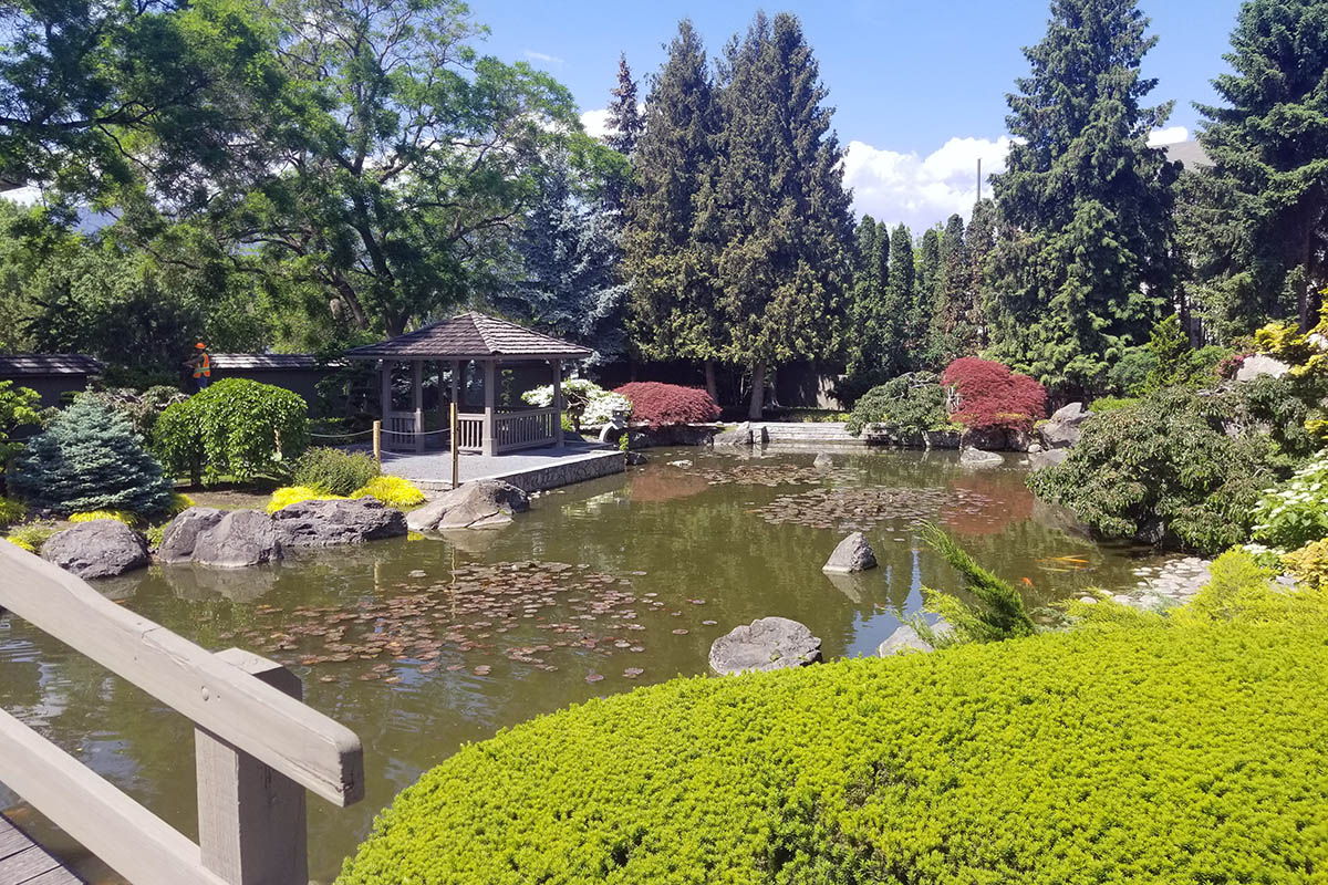the pond surrounded by low maple trees at Kasugai Gardens in Kelowna