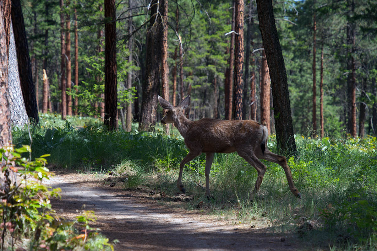 Deer running on a trail at Knox Mountain Kelowna