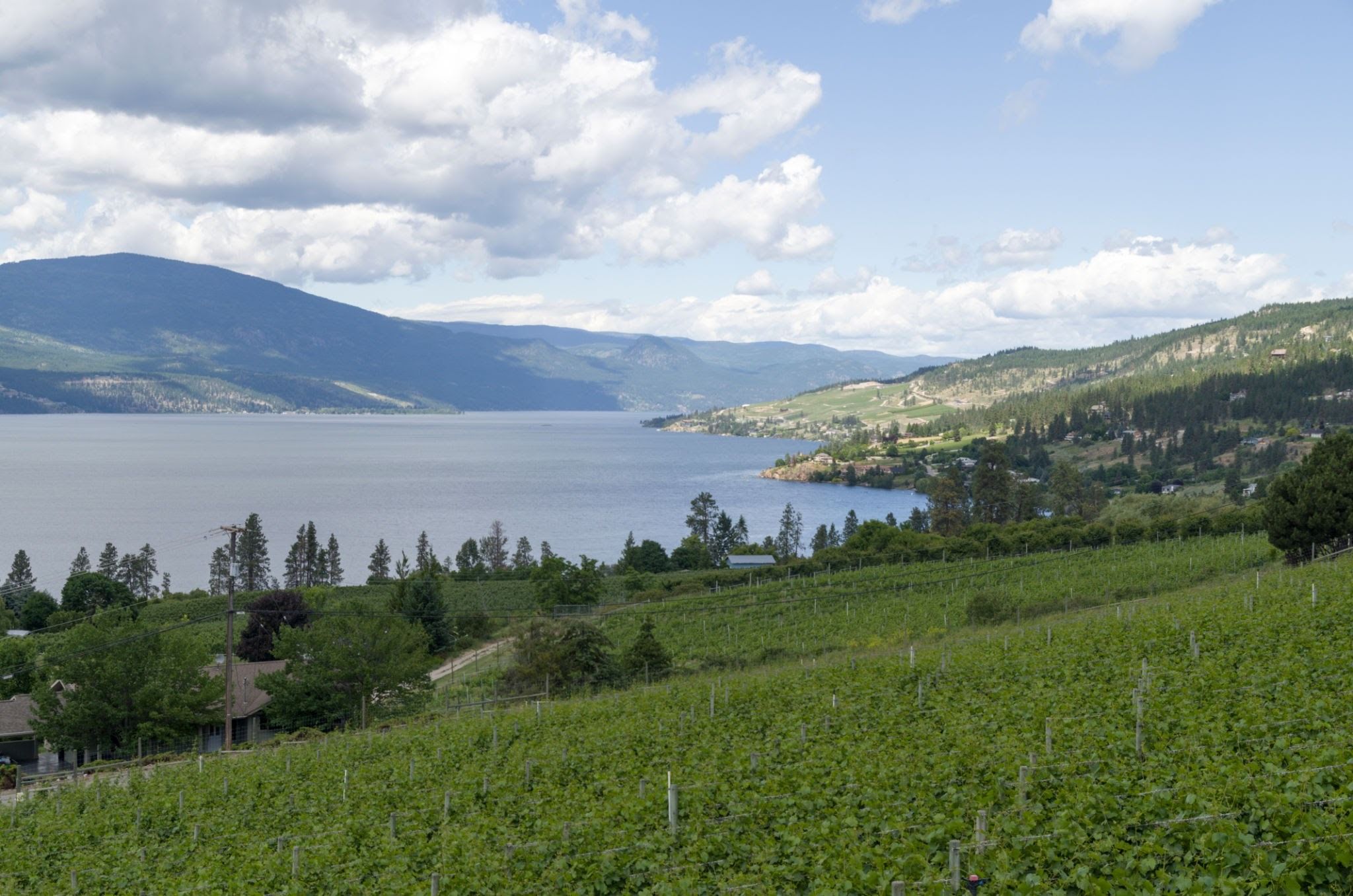 Sunlit vineyards overlooking the water in Lake Country., AI generated