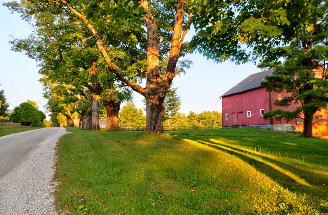 Tree-lined drive past the red barn at golden hour