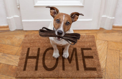 5 Homes Perfect for Greenville Dog Owners