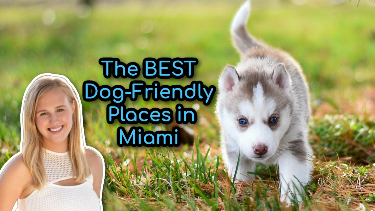 Dog-Friendly Tour of Miami Design District – Rye Lee and Me