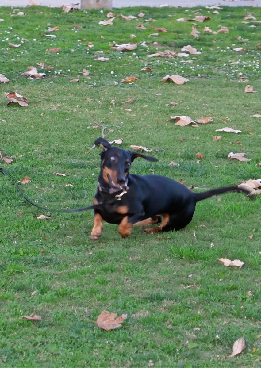 GO Outdoors - Dog Furiendly