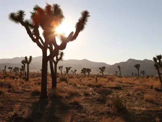 Joshua Tree National Park