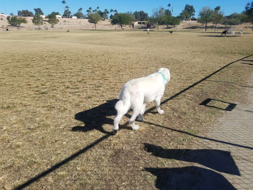 11 CanineApproved Dog Parks in Arizona