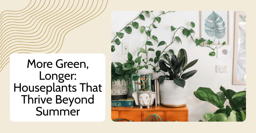 How to Keep Houseplants Thriving This Fall