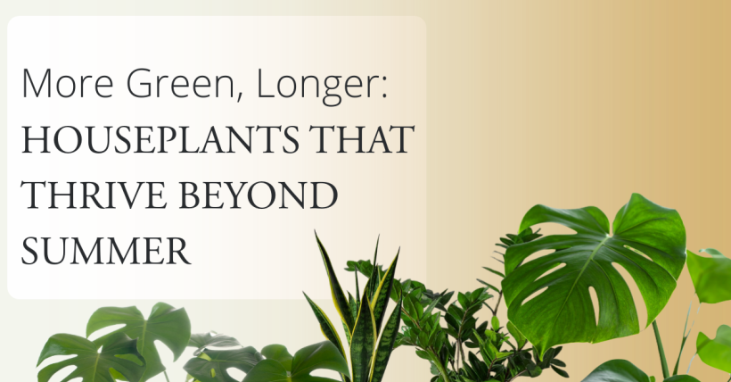 More Green, Longer: Houseplants That Thrive Beyond Summer
