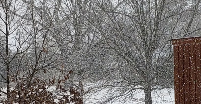 Texas Freeze Protection Guide | Protect Your Home, Pets & Landscaping