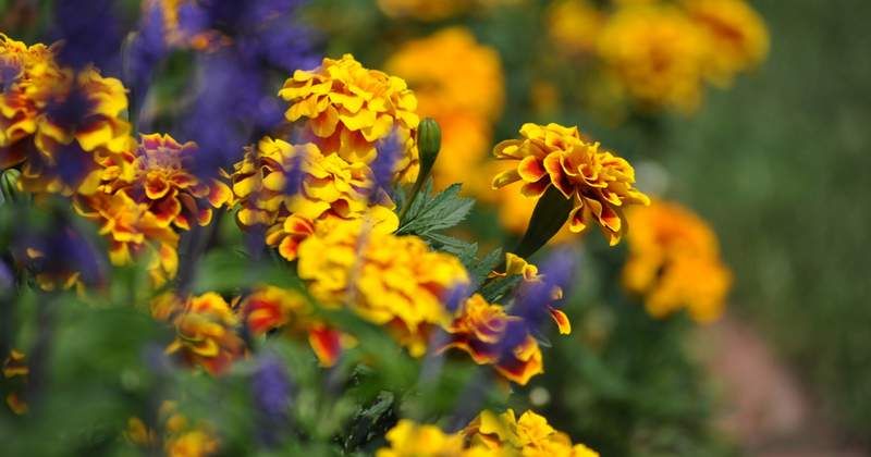 7 Plants That Help Keep Bugs at Bay