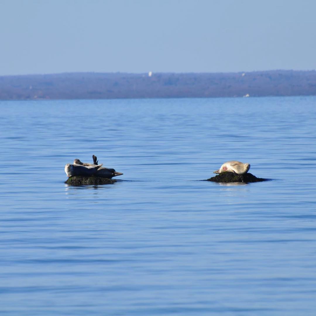 Best Whale, Dolphin & Seal Sighting Spots On Long Island!