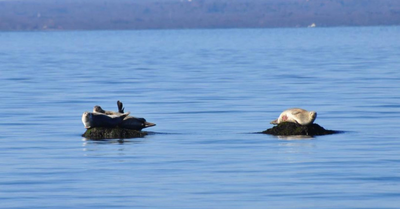 Best Whale, Dolphin & Seal Sighting Spots On Long Island!