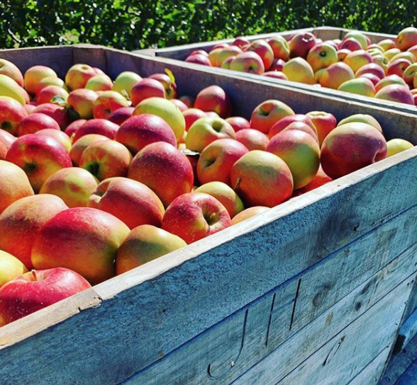 South Fork apple orchards