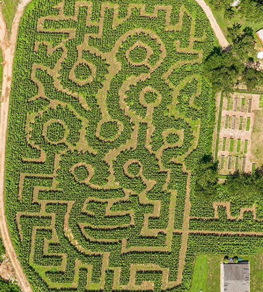 Queens apple orchard