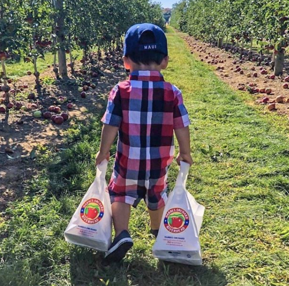 Apple festivals