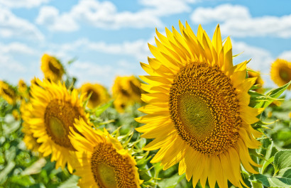 Sunflowers on Long Island- Festivals, Fields, Mazes & More!