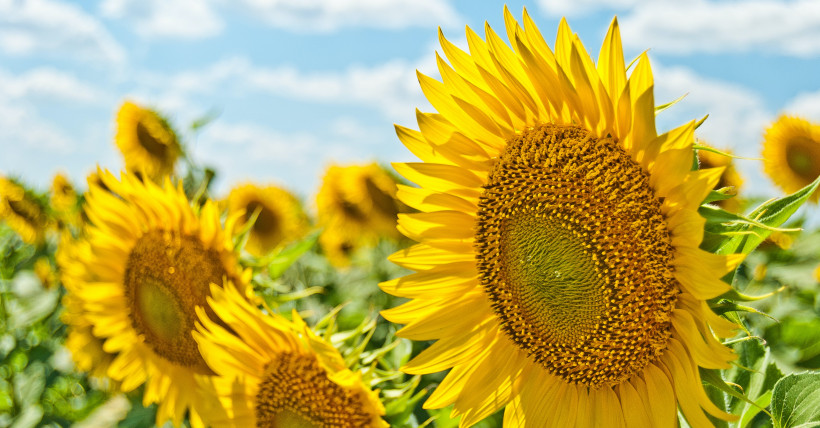 Sunflowers on Long Island- Festivals, Fields, Mazes & More!